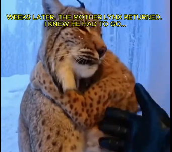 HE CAME BACK FROM THE WOODS… Lynx Emotional story  (Part 2)